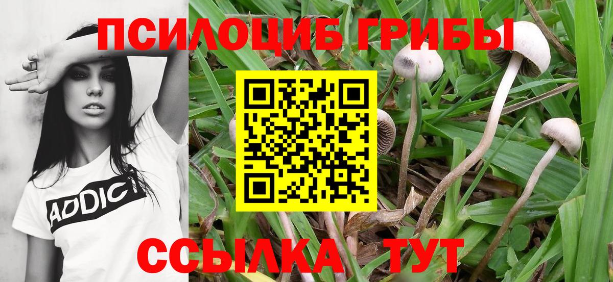 Галлюциногенные грибы Magic Shrooms  Псилоцибиновые грибы GOLDEN TEACHER  Чита  Вход с VPN 